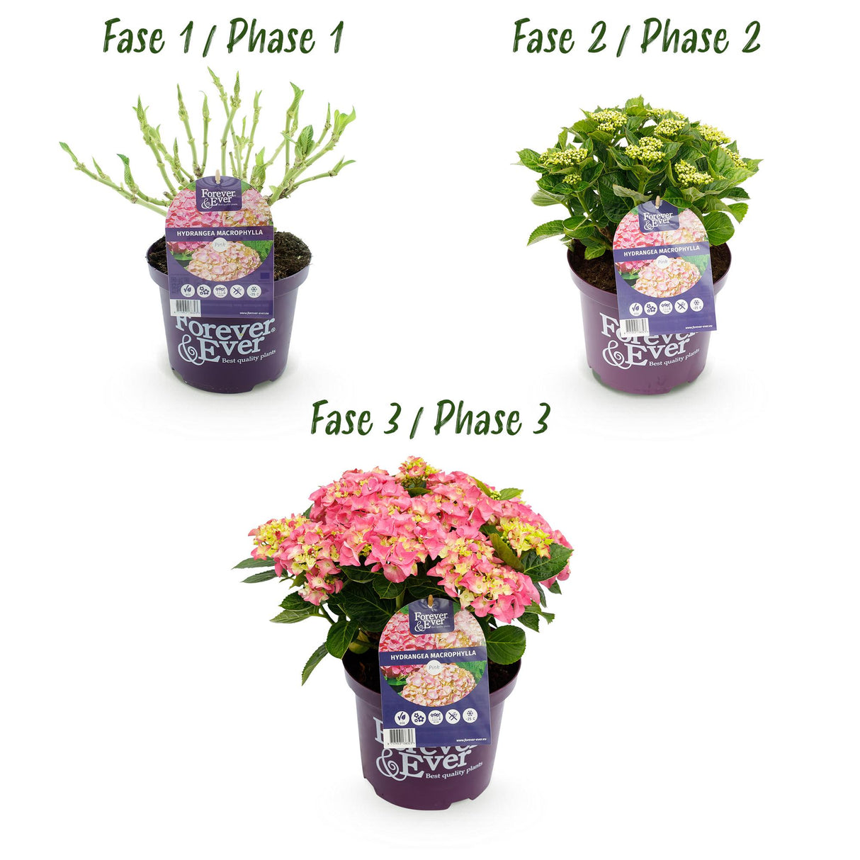 Hortensia - Hydrangea Forever & Ever - Roze - 7-12 Bloemen - Pot 23cm Hoogte 55cm