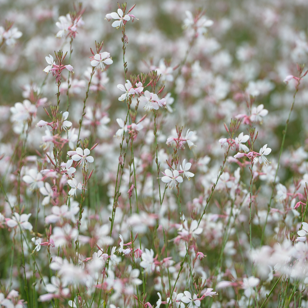 48x Gaura lindheimeri - ↕10-25cm - Ø9cm