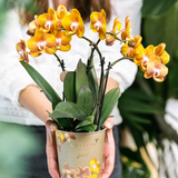 Kolibri Orchids I COMBI DEAL van 2 Phalaenopsis orchideeën - Las Vegas - potmaat Ø12cm | bloeiende kamerplant - vers van de kweker
