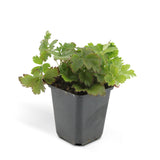 48x Waldsteinia ternata - ↕10-25cm - Ø9cm