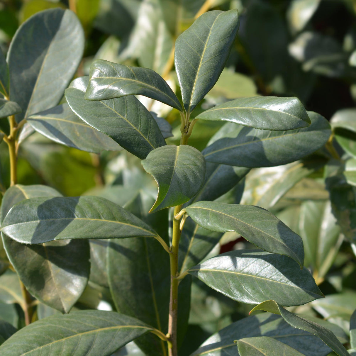 Green boutiQ - Haagplanten - Prunus laurocerasus Rotundifolia - blad groen - 6 planten - 1 strekkende meter - groenblijvend - pot 17cm hoogte 50cm