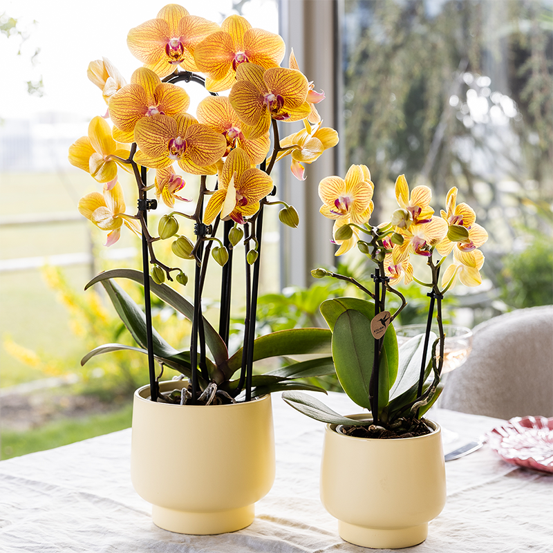 Kolibri Orchids | Oranje phalaenopsis orchidee potmaat Ø12cm | Sunny Bunny | bloeiende kamerplant - vers van de kweker