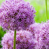 Allium bollen 5 stuks