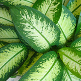 Diefenbachia Tropic Snow - Dieffenbachia - Weinig onderhoud - Groen - 1 Plant - met Potter Grijs - Pot 21cm - Hoogte 90-100cm
