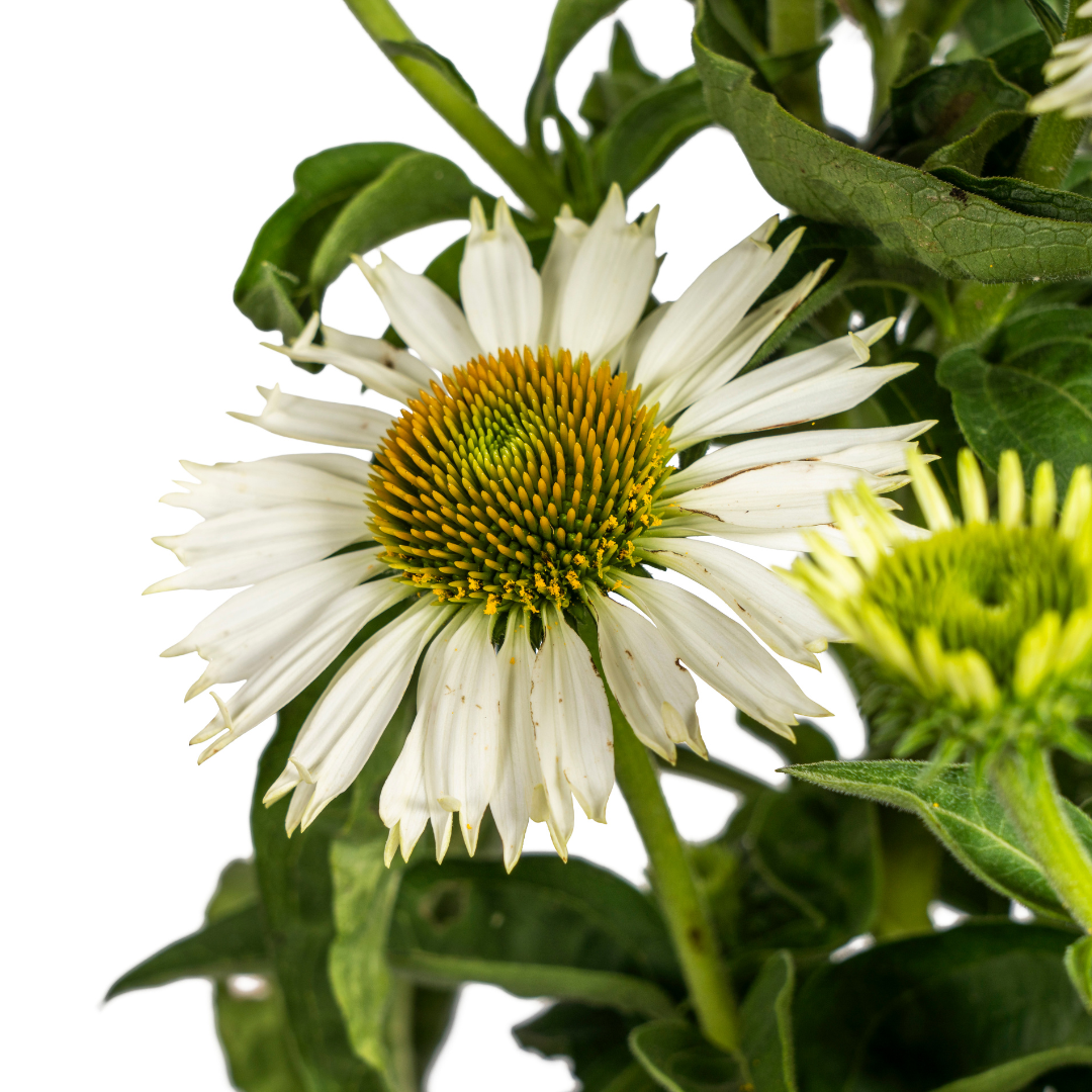 Echinacea Purpurea White Ø19cm - ↕60cm - Ø70cm