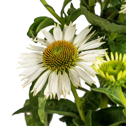 Echinacea Purpurea White Ø19cm - ↕60cm - Ø70cm