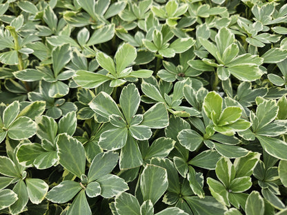 20x Pachysandra term. 'Variegata' - ↕10-25cm - Ø9cm