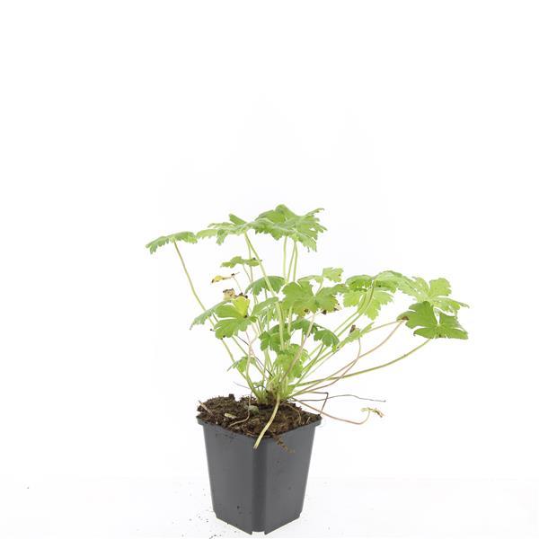 24x Geranium 'Tiny Monster' - ↕10-25cm - Ø9cm