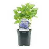 Hortensia / Hydrangea macrophylla Blauw - Bloem Blauw - 3 Planten - 1m2 - Bladverliezend - Weinig Onderhoud - Pot 17cm Hoogte 30cm