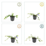 60x Vinca minor 'Ralph Shugert' - ↕10-25cm - Ø9cm