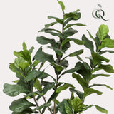 Kunstpflanze - Ficus Lyrata - Tabakpflanze - 210cm