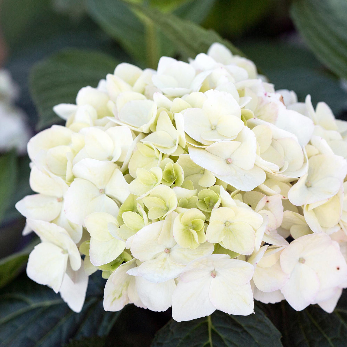 Green boutiQ - Tuinplant - Hydrangea Endles Summer The Bride - Hortensia - Winterhard - Wit - 2 Planten - Pot 14cm - Hoogte 20-25cm
