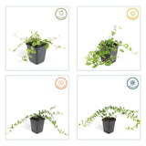 24x Vinca minor 'La Grave' - ↕10-25cm - Ø9cm