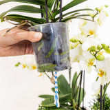 Kolibri Orchids | Oranje Mono Bouquet Jewel Las Vegas in Oyster Dish