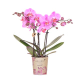 Kolibri Orchids | Paars roze phalaenopsis orchidee potmaat Ø9cm | Frederikstad | bloeiende kamerplant - vers van de kweker