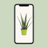 Aloe Vera - Ø15cm - ↕65cm