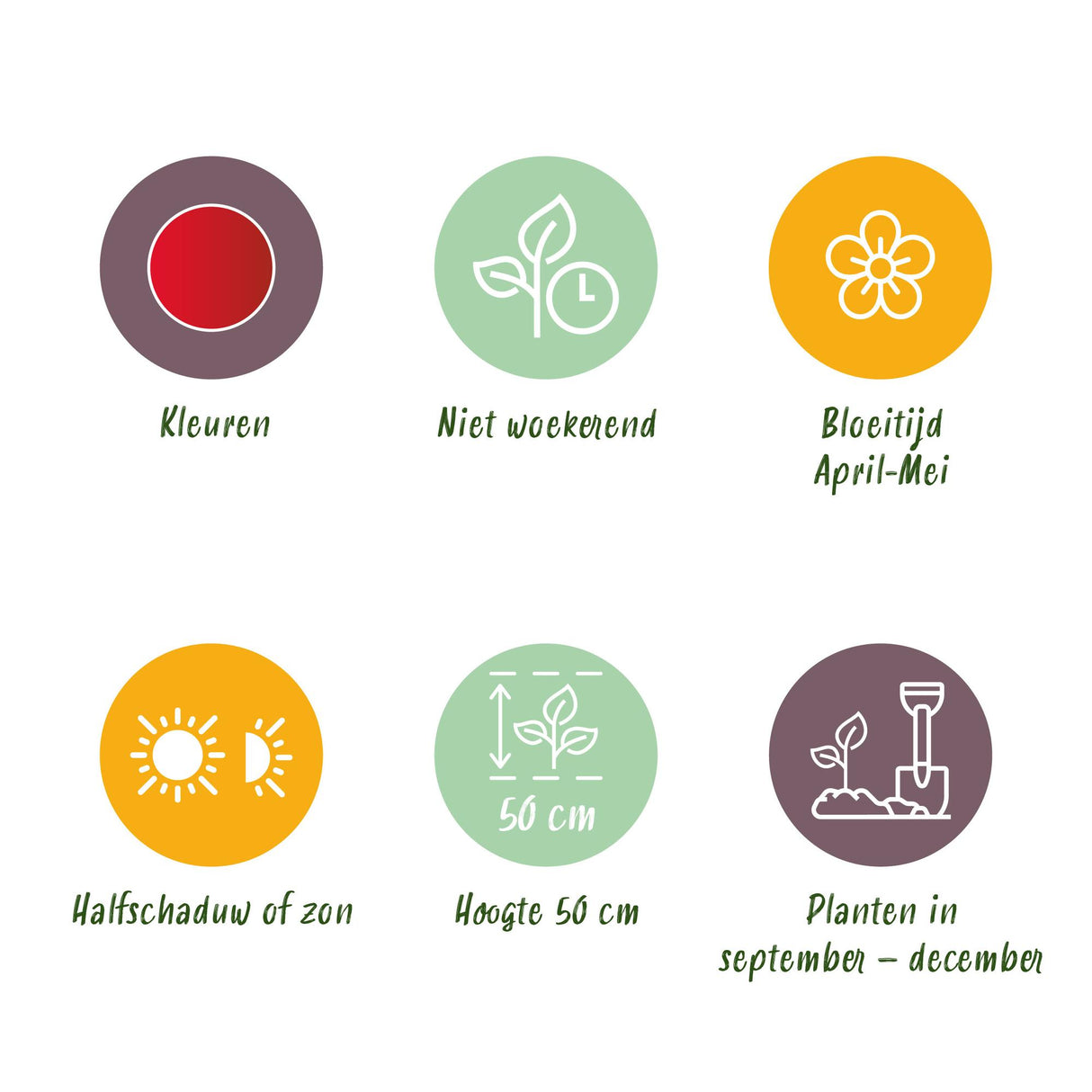 Green boutiQ - Bloembollen - Tulp Triumph Red - Kleur Rood - 15 stuks - Bolmaat 11/12 - XXL Pack