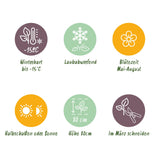 Green boutiQ - Tuinplant - Buddleja davidii Butterfly Candy Little White - Vlinderstruik - Compact - Wit - 3 Planten - Pot 12cm - Hoogte 20-25cm