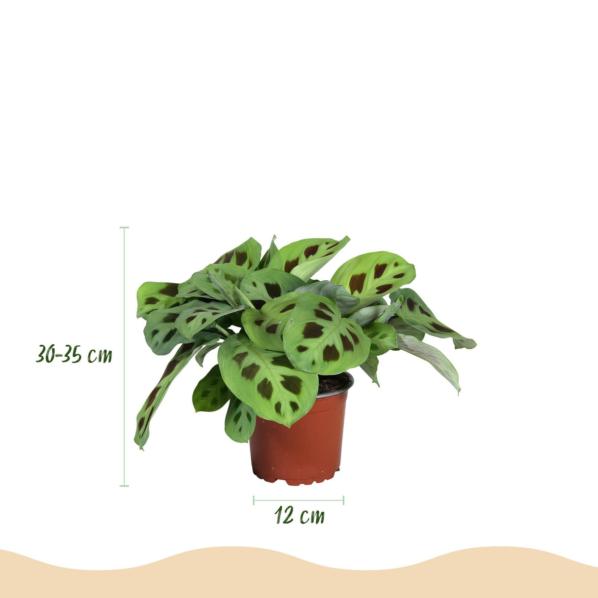 Maranta Fascinator Kerchoveana - Zebraplant - Huisdiervriendelijke Plant - Groen - 4 Planten - met Potter Wit - Pot 12cm - Hoogte 25cm