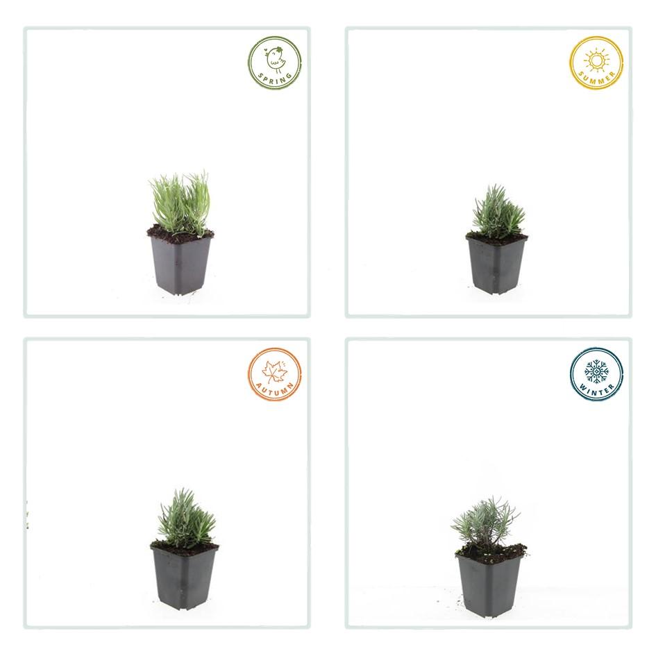 48x Lavandula ang. 'Dwarf Blue' - ↕10-25cm - Ø9cm