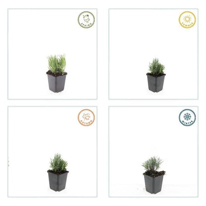 48x Lavandula ang. 'Dwarf Blue' - ↕10-25cm - Ø9cm