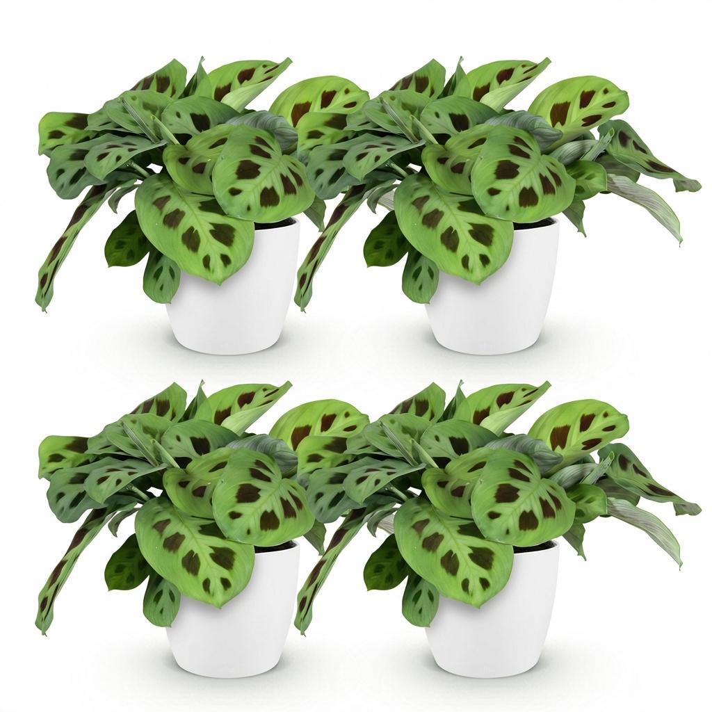 Maranta Fascinator Kerchoveana - Zebraplant - Huisdiervriendelijke Plant - Groen - 4 Planten - met Potter Wit - Pot 12cm - Hoogte 25cm