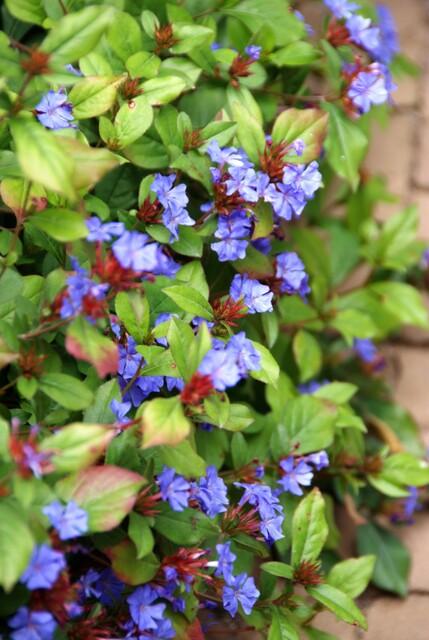 24x Ceratostigma plumbaginoides  - ↕10-25cm - Ø9cm