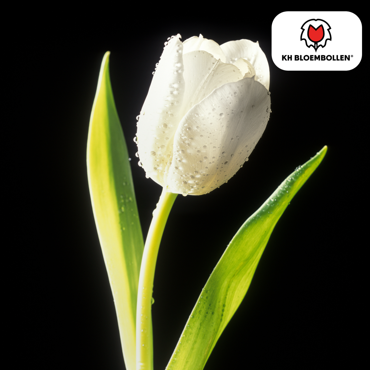 Tulpenbollen Catherina – 20 Stuks | KH Bloembollen® | Zuiver Witte Tulp – Tijdloos & Elegant – Voor Tuin of Pot – Maat 11/12 – Vers van de Teler