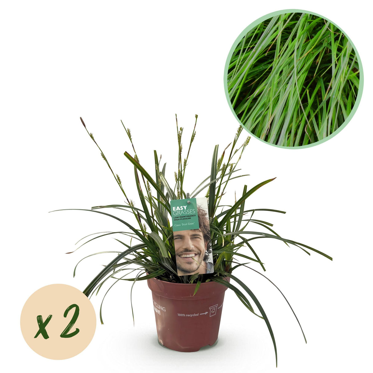 Green boutiQ - Siergrassen - Carex oshimensis Intense Green - Groen - 2 Planten - Bladhoudend - Weinig Onderhoud - Pot 17cm Hoogte 50cm