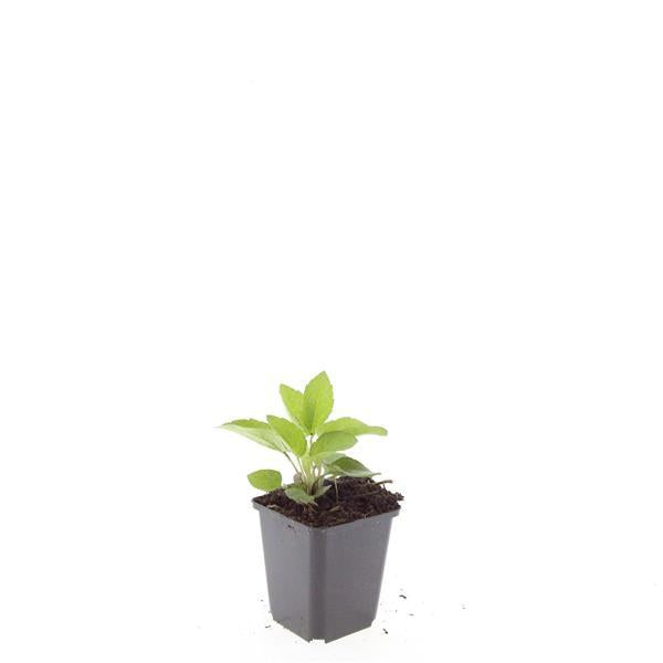 24x Rudbeckia fulgida 'Goldsturm' - ↕10-25cm - Ø9cm