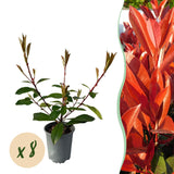 Green boutiQ - Haagplanten - Photnia fraseri Red Robin - blad rood groen  - 8 planten - 1 strekkende meter - groenblijvend - pot 9cm hoogte 30-35cm