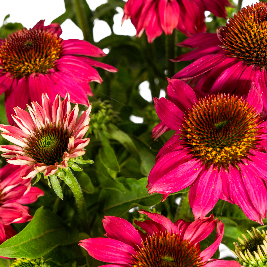 Echinacea Purpurea Purple Ø19cm - ↕60cm - Ø70cm