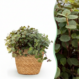 Calissia repens - Kattengras - Huisdiervriendelijk - Groen - 1 Plant - met Mand - Pot 12cm - Hoogte 17-20cm