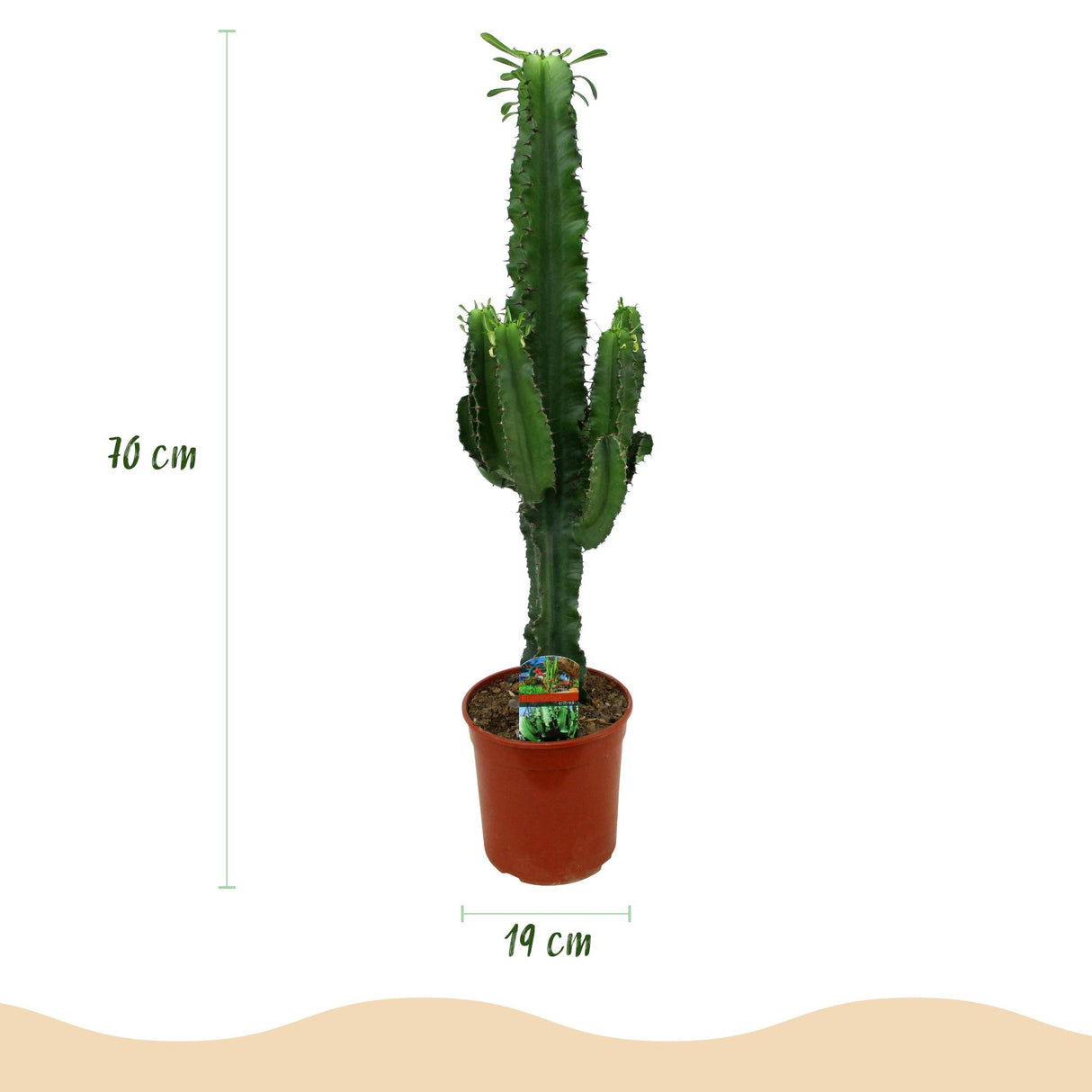 Green boutiQ - Kamerplant - Euphorbia eritrea - Afrikaanse melkboom - Weinig onderhoud - Groen - 2 - Pot 19cm - Hoogte 70cm