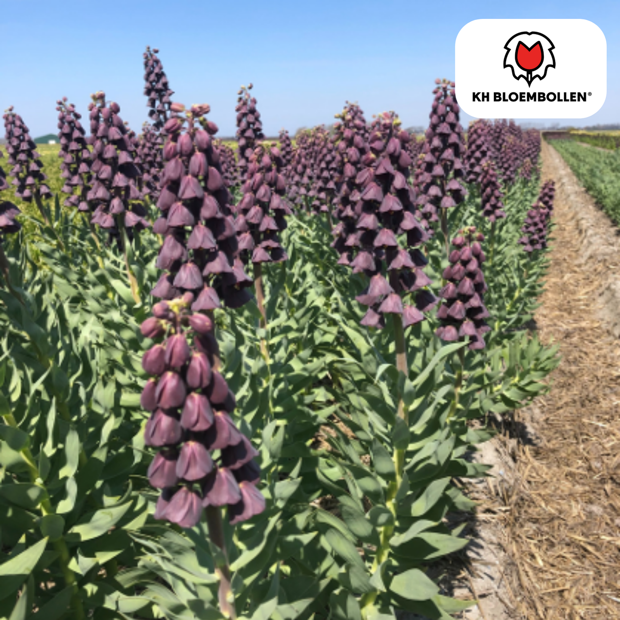 Fritillaria / Kaiserkrone Purple Favorite 5 Stück