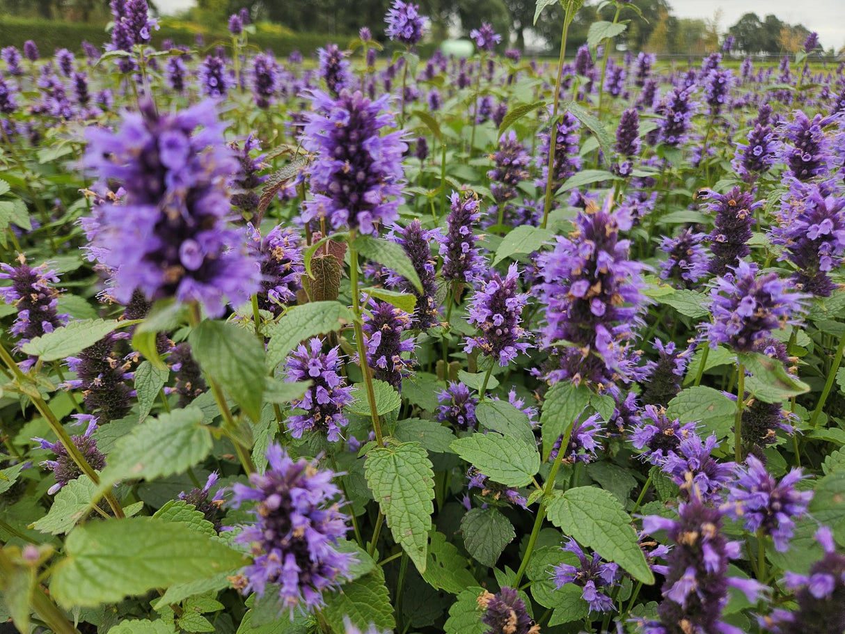 48x Agastache 'Blue Fortune' - ↕10-25cm - Ø9cm