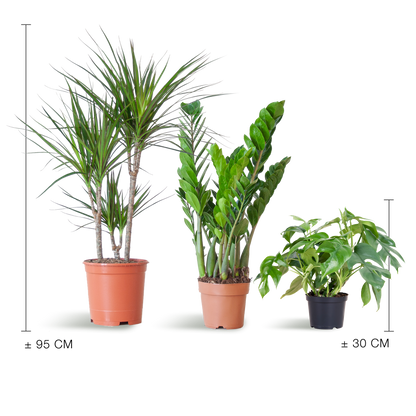 Schaduw Plantenset - Zonder sierpot
