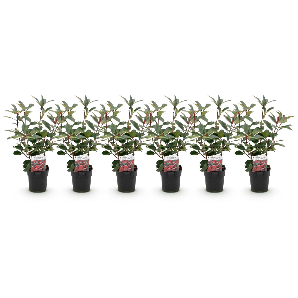 Green boutiQ - Haagplanten - Photinia fraseri Red Robin - groen rood  - 6 planten - 1 strekkende meter - groenblijvend - pot 17cm hoogte 50cm