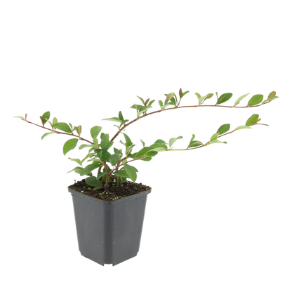 24x Cotoneaster dammeri - ↕10-25cm - Ø9cm
