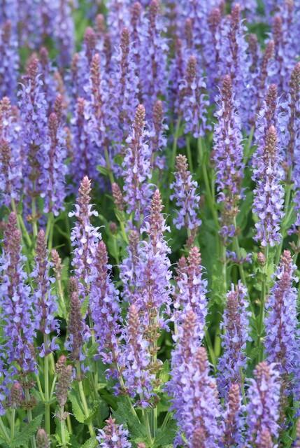 48x Salvia nem. 'Caradonna' - ↕10-25cm - Ø9cm