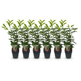 Green boutiQ - Haagplanten - Prunus laurocerasus Novita - blad groen - 6 planten - 1 strekkende meter - groenblijvend - pot 17cm hoogte 50cm