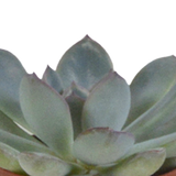 Vetplanten mix 5.5 cm - 5x - in witte pot