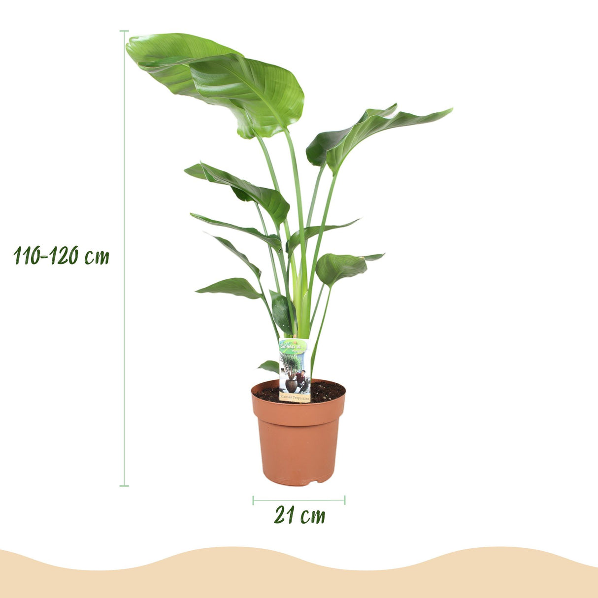 Strelitzia Nicolai - Paradijsvogelbloem - Weinig onderhoud - Groen - 1 Plant - met Potter Wit - Pot 21cm - Hoogte 110-120cm
