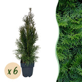 Green boutiQ - Haagplanten - Thuja occidentalis Smaragd - blad groen - 6 planten - 1 strekkende meter - groenblijvend - pot 17cm hoogte 60cm