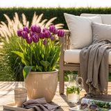 Green boutiQ - Bloembollen - Tulp Triumph Purple - Kleur Paars - 15 stuks - Bolmaat 11/12 - XXL Pack