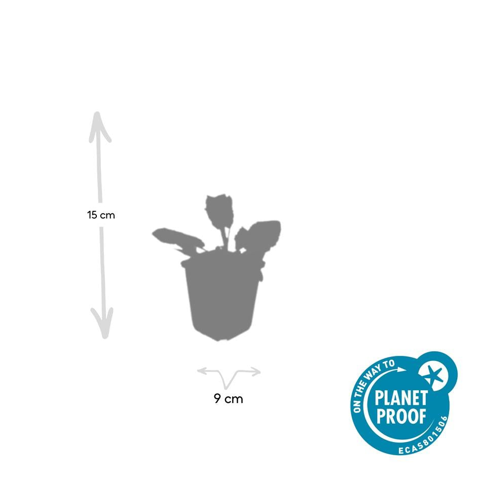48x Salvia nem. 'Mainacht' - ↕10-25cm - Ø9cm