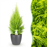 Cupressus Gold Crest Wilma - Kamer conifeer - Weinig onderhoud - Groen - met Potter Grijs - Pot 21cm - Hoogte 85-95cm
