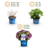 Green boutiQ - Tuinplant - Hydrangea Endles Summer Summer Love Purple - Hortensia - Winterhard - Paars - 4 Planten - Pot 14cm - Hoogte 20-25cm