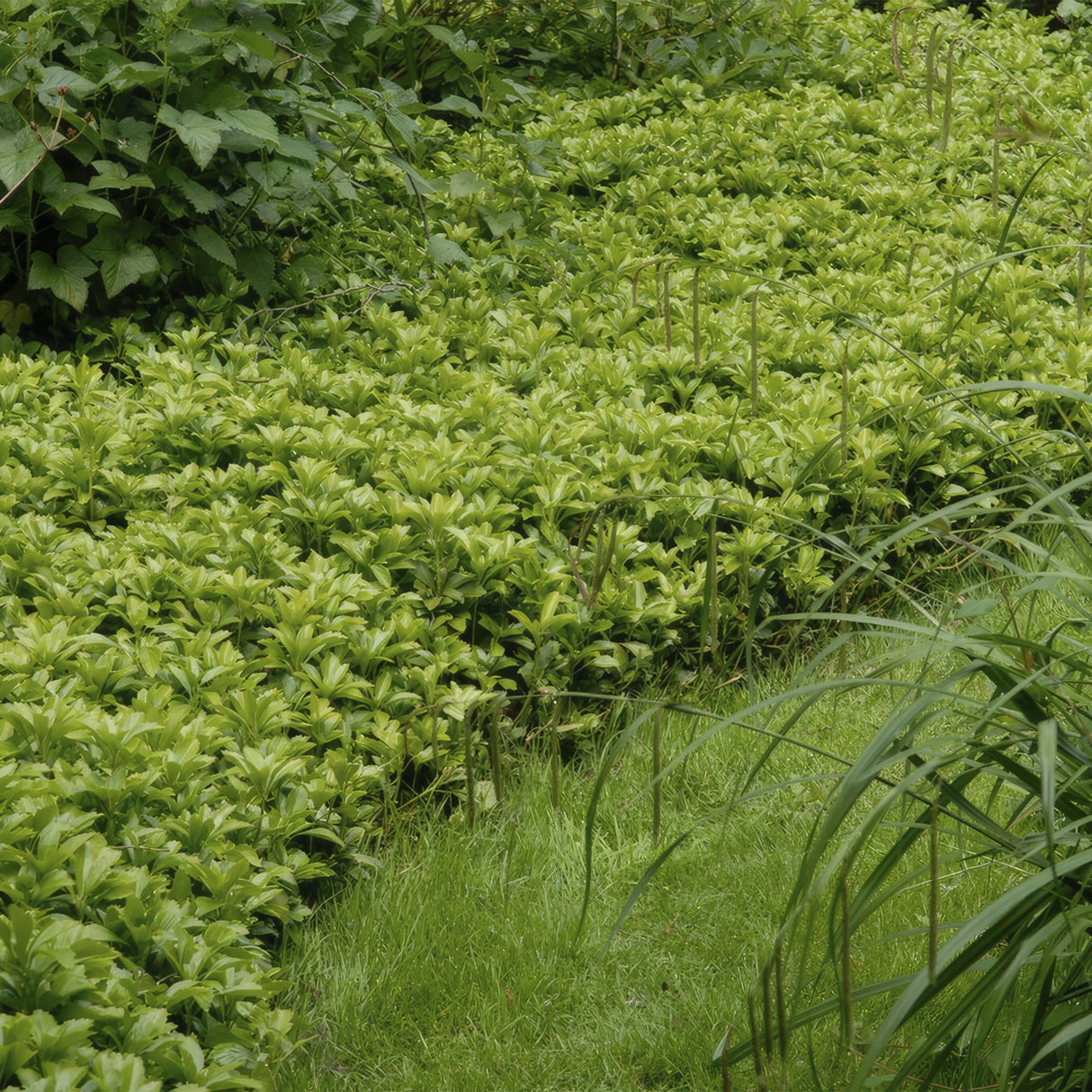 48x Pachysandra term. 'Green Carpet' - ↕10-25cm - Ø9cm