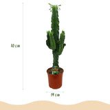 Green boutiQ - Kamerplant - Euphorbia eritrea - Afrikaanse melkboom - Weinig onderhoud - Groen - 1 - Pot 19cm - Hoogte 70cm
